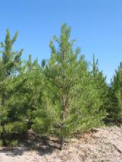 Ponderosa Pine